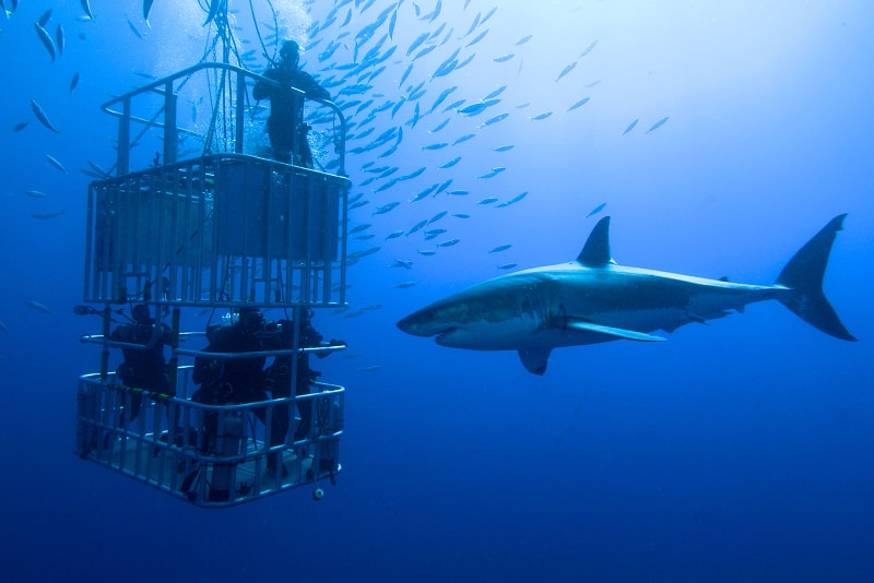 plongée en cage