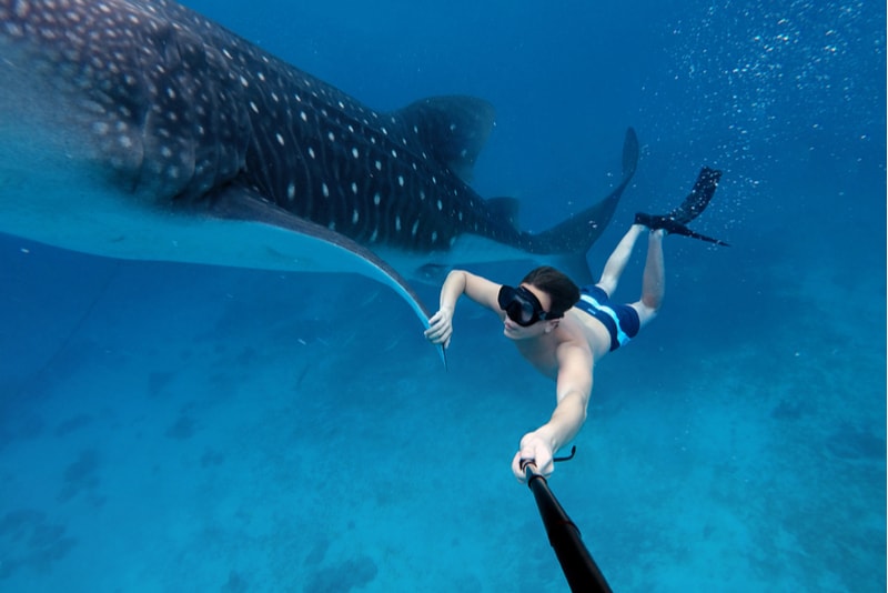 snorkle avec baleine - Sports Nautiques snorkle avec baleine - Sports Nautiques