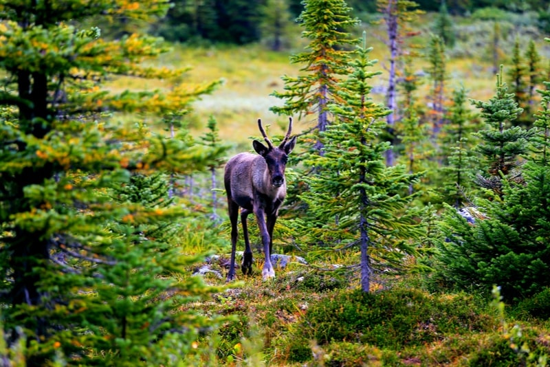 Caribou Tonquin Valley - Hiking Trails 
