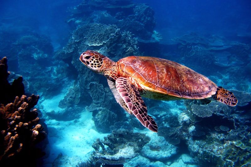 The Great Barrier Reef thrills tourists from all over the world! - Fun things to do in Australia
