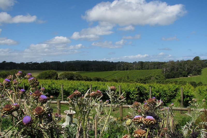 Mornington Peninsula - Que faire en Australie Mornington Peninsula - Que faire en Australie