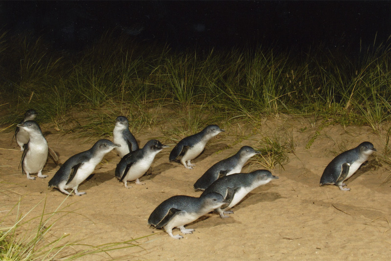 des pingouins à Phillip Island - Que faire en Australie des pingouins à Phillip Island - Que faire en Australie