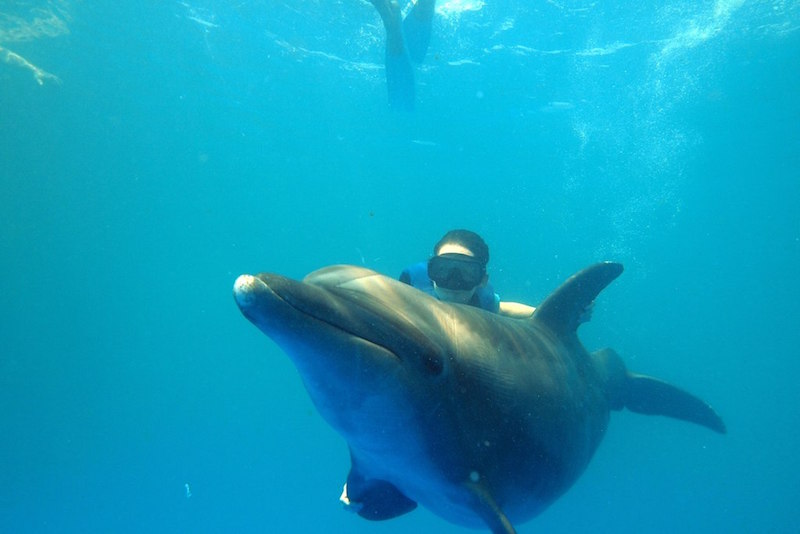 Nager avec de dauphins - Que faire en Australie Nager avec de dauphins - Que faire en Australie