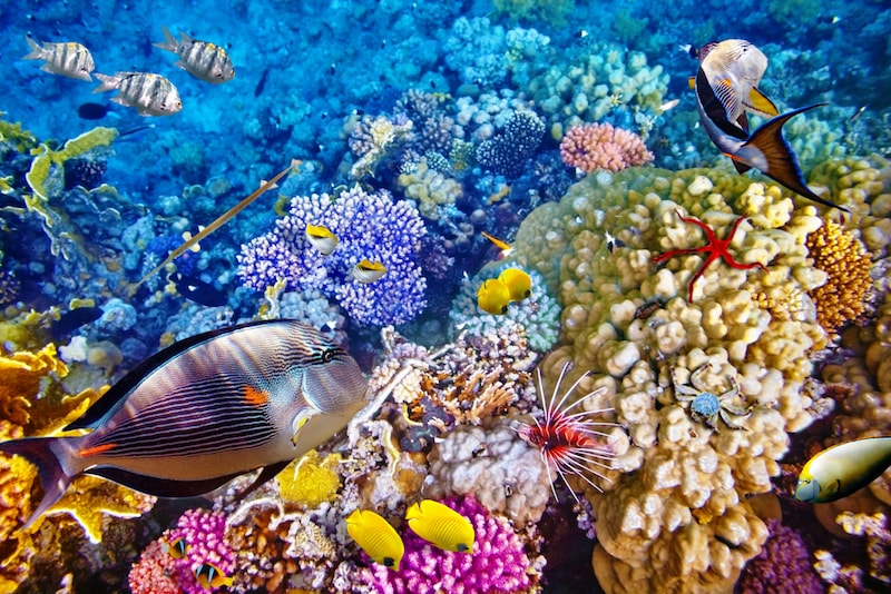 La Grande Barrière de Corail - Que faire en Australie La Grande Barrière de Corail - Que faire en Australie