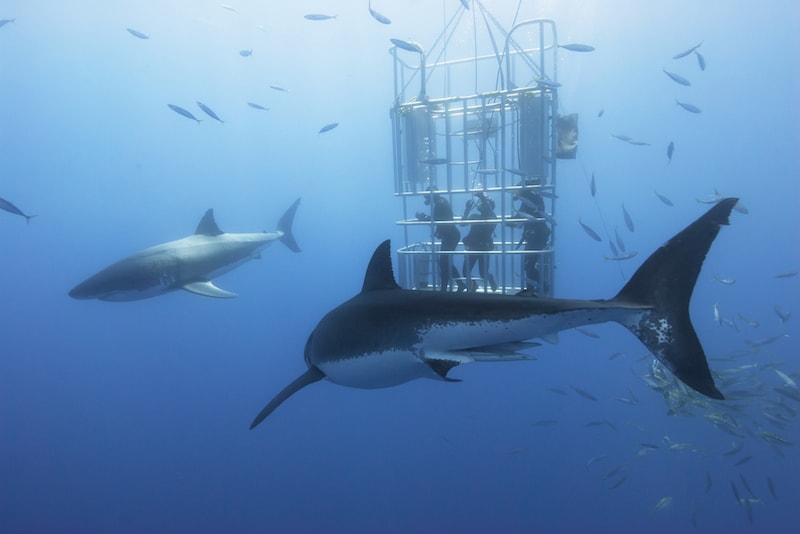 Rencontrer de requins dans leur habitat - Que faire en Australie Rencontrer de requins dans leur habitat - Que faire en Australie