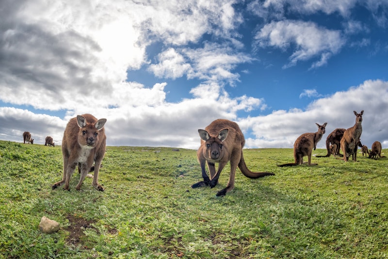 La faune de l'Île Kangourou - Que faire en Australie La faune de l'Île Kangourou - Que faire en Australie