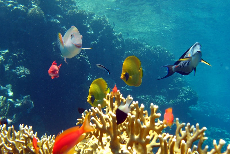 Similan - isole in Asia