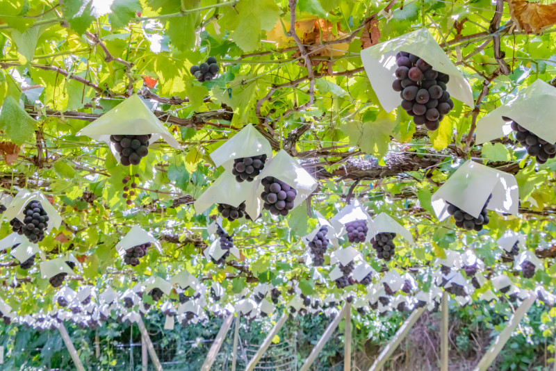 Katsunuma-Tagesausflüge von Tokio Katsunuma-Tagesausflüge von Tokio