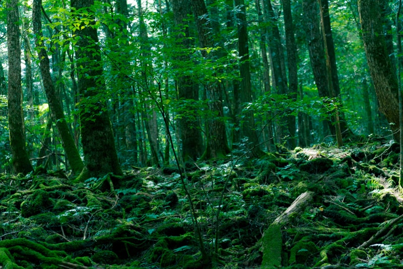 Aokigahara Forest Tagesausflüge von Tokio