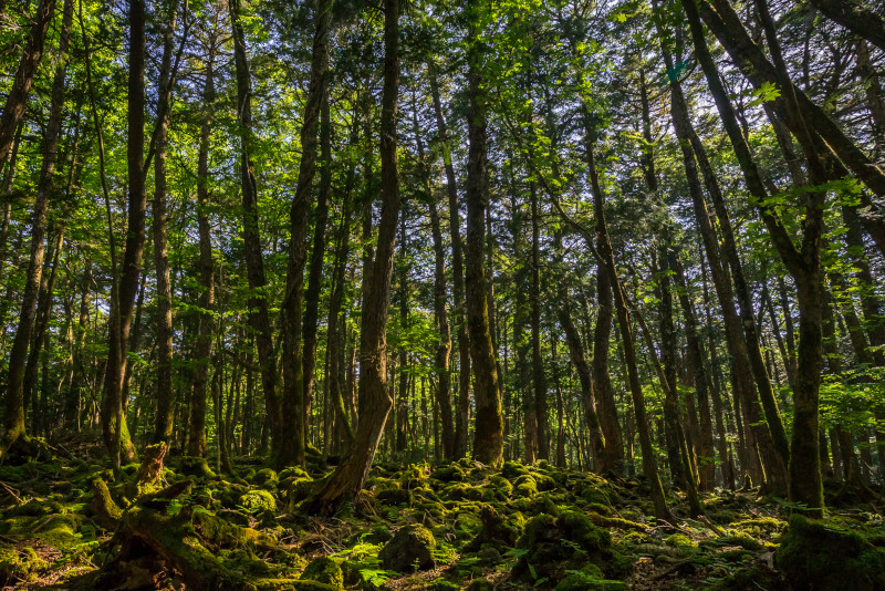 Aokigahara excursion depuis Tokyo Aokigahara excursion depuis Tokyo