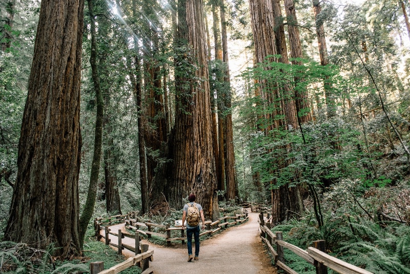 Sentiers de randonnée de Muir Woods
