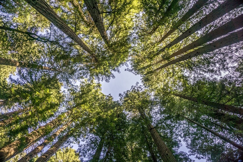Arbres Muir Woods