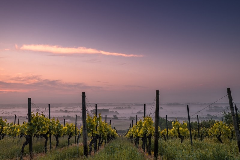 San Francisco Wine Tours