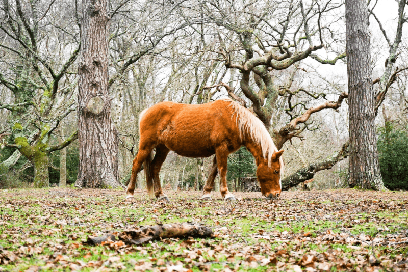 New Forest National Park - Tagesausflüge von London aus