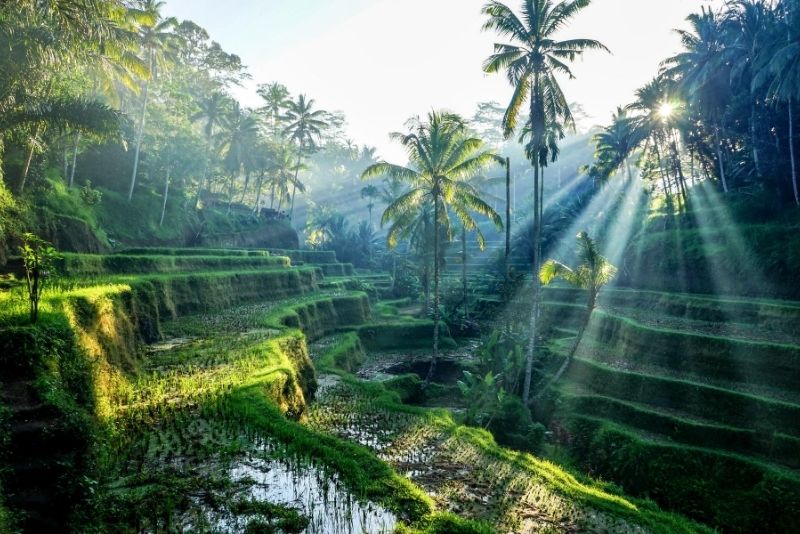 Jatiluwih Rice Terrace, Bali, Indonesia Jatiluwih Rice Terrace, Bali, Indonesia - #36 best places to visit in Central Bali