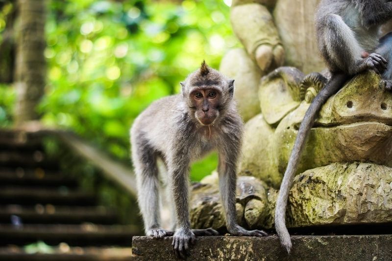 Sacred Monkey Forest Sanctuary, Bali, Indonesia Sacred Monkey Forest Sanctuary, Bali, Indonesia - #24 best places to visit in Central Bali