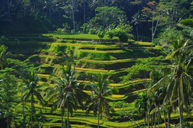 Tegallalang Rice Terrace, Bali, Indonesia Tegallalang Rice Terrace, Bali, Indonesia - #30 best places to visit in Central Bali