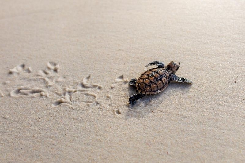 Turtle Conservation and Education Center, Bali, Indonesia Turtle Conservation and Education Center, Bali, Indonesia - #18 best places to visit in South Bali