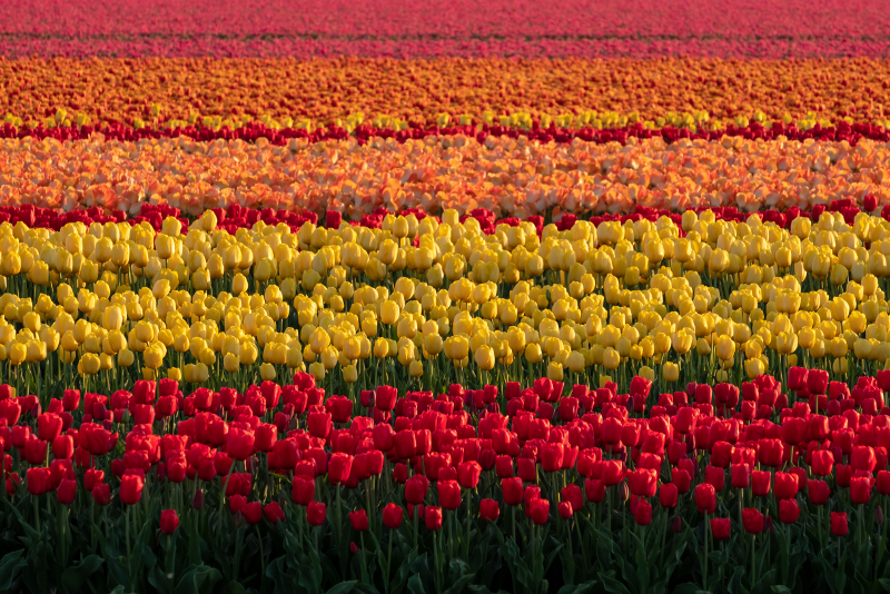 glatt Tagesausflüge von Amsterdam nach Lisse
