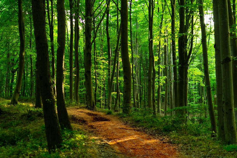 Bosque de Belgrado Excursiones de un día al bosque de Belgrado desde Estambul