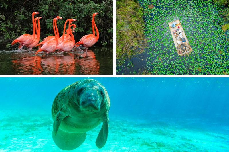Crystal River Tour mit Everglades Airboat Ride und optionalen Manatee-Abenteuern