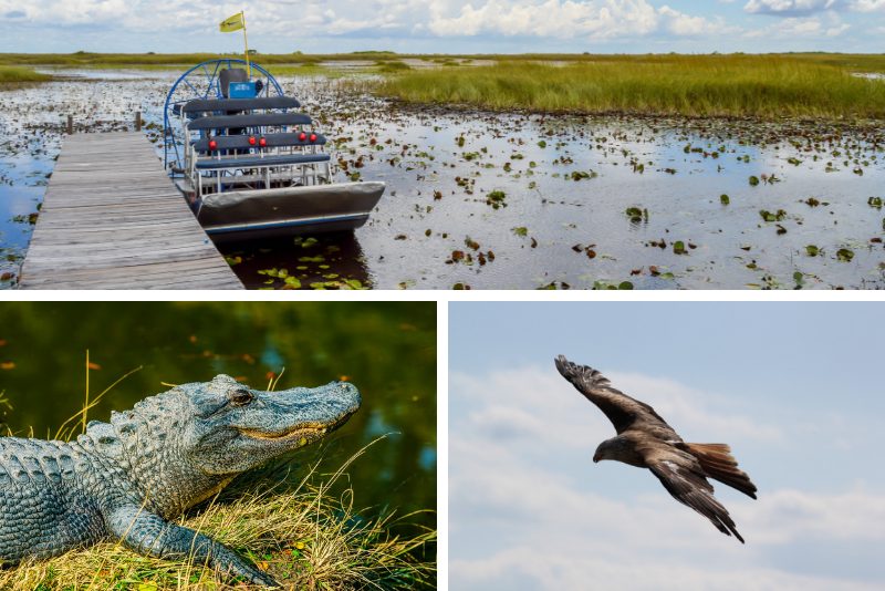 Everglades Family Adventure Tour ab dem Großraum Fort Myers / Neapel