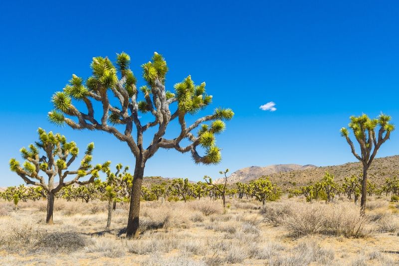 Joshua Tree National Park, United States of America Joshua Tree National Park, United States of America - best national parks in the world