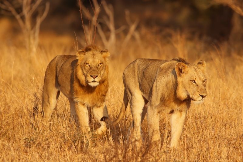 Kruger National Park, South Africa Kruger National Park, South Africa - best national parks in the world