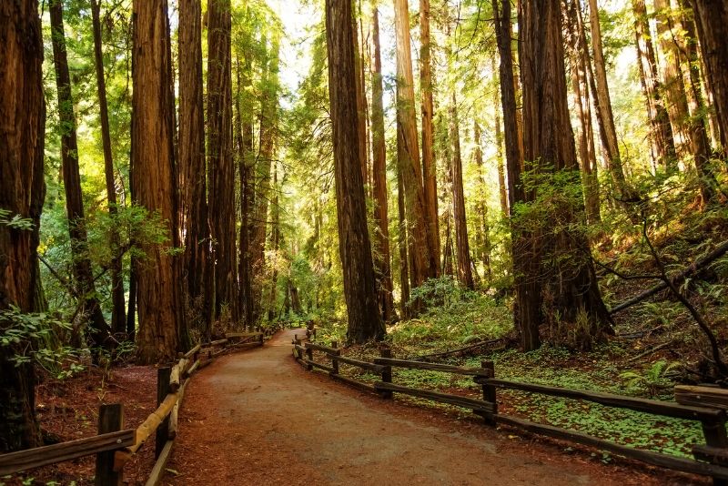 Muir Woods National Park, United States of America Muir Woods National Park, United States of America - best national parks in the world
