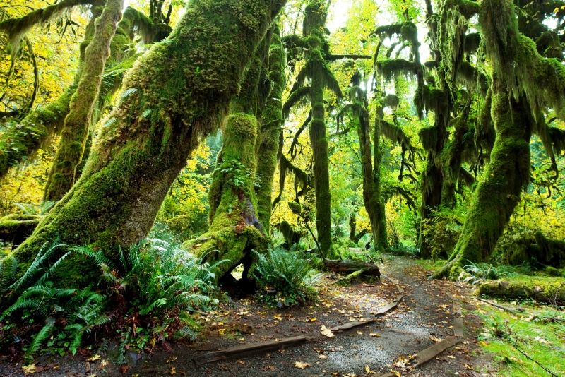 Olympic National Park, United States of America Olympic National Park, United States of America - best national parks in the world