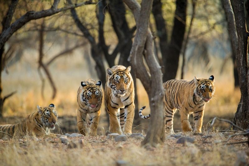 Ranthambore National Park, India Ranthambore National Park, India - best national parks in the world