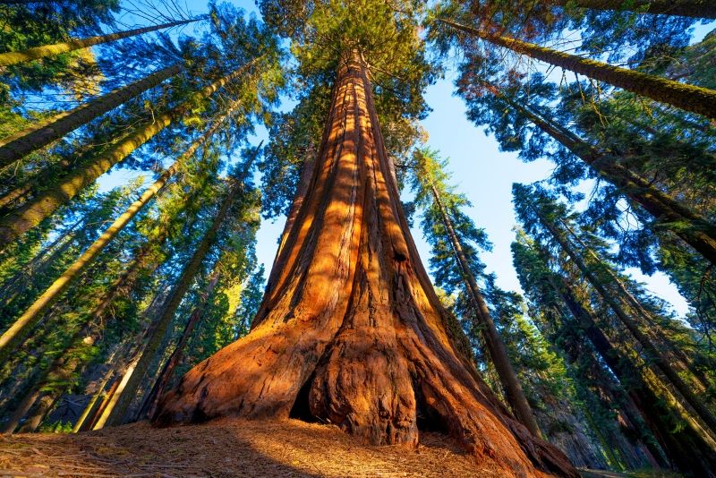 Sequoia National Park, United States of America Sequoia National Park, United States of America - best national parks in the world