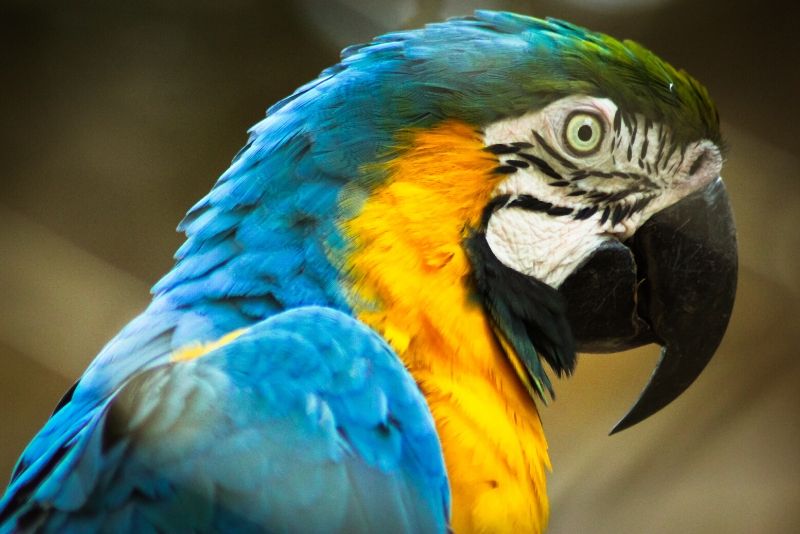 São Paulo Zoo, Brazil