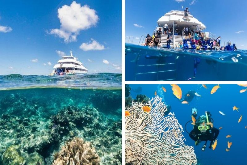 Great Barrier Reef Snorkeling and Diving Cruise from Cairns