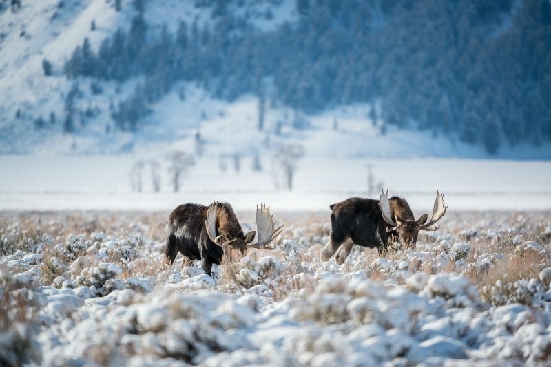 Jackson Hole, Wyoming
