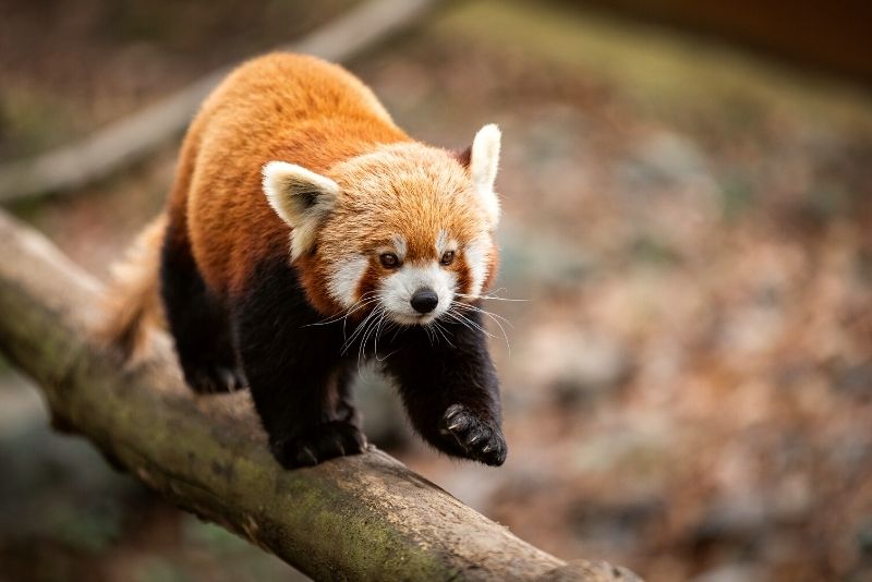 Brookfield zoo in Chicago