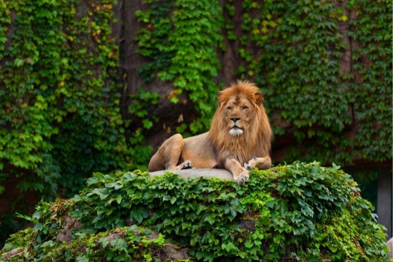 Lincoln Park Zoo, Chicago, Illinois