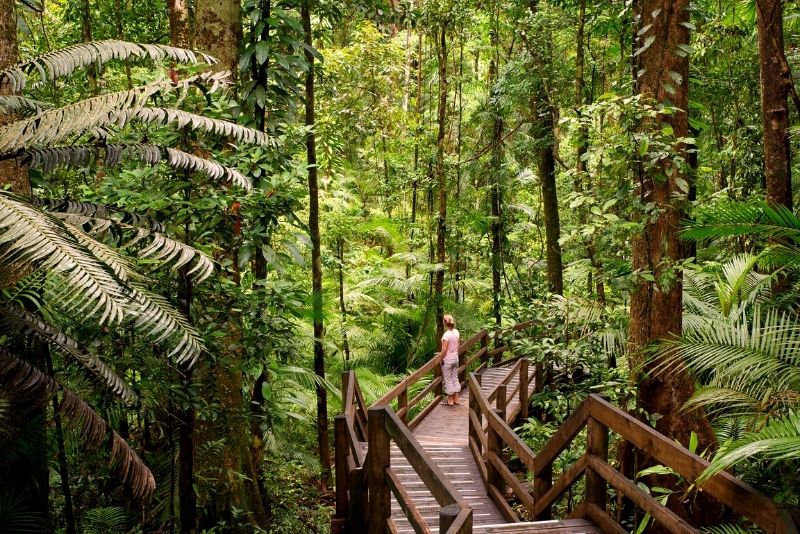 Daintree National Park, Australia