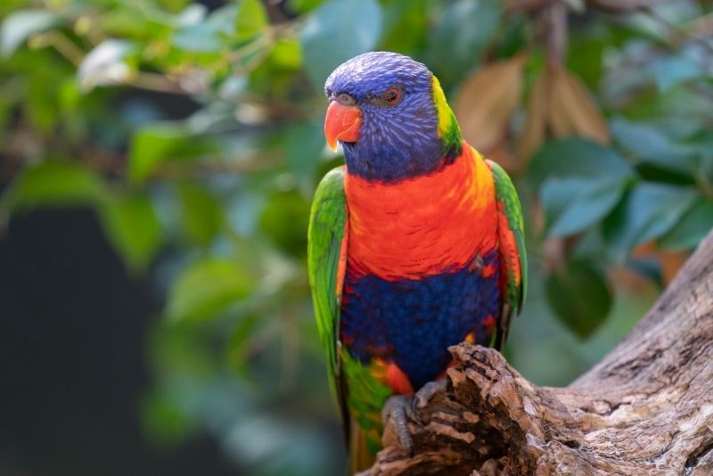 Healesville Sanctuary, Australia