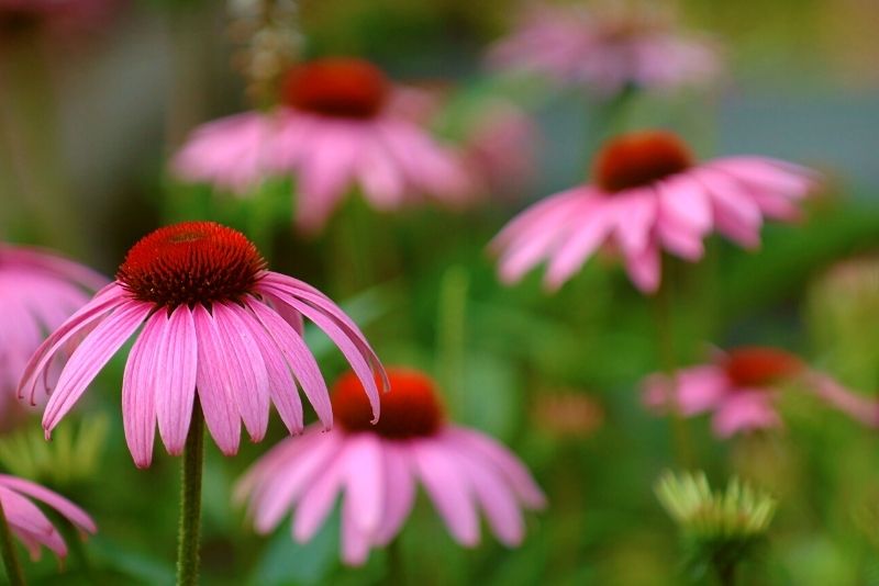 Louisville Nature Center