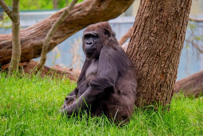 Louisville Zoo, Kentucky