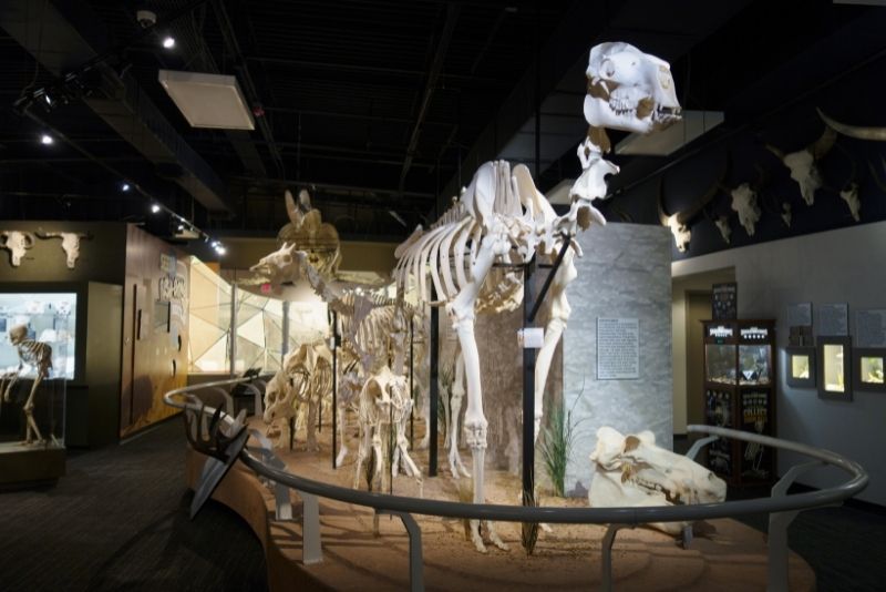Museum Of Osteology, Orlando Museum Of Osteology, Orlando