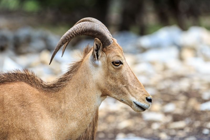 Natural Bridge Wildlife Ranch, Texas