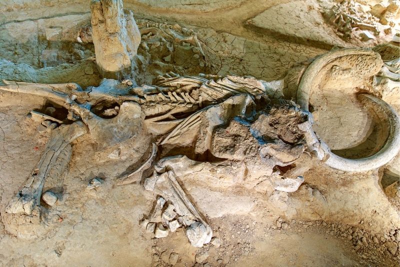 Waco Mammoth National Monument, Texas