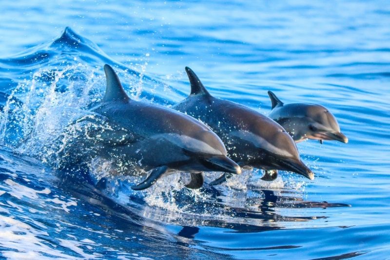 dolphin and whale watching boat tours in Madeira dolphin and whale watching boat tours in Madeira