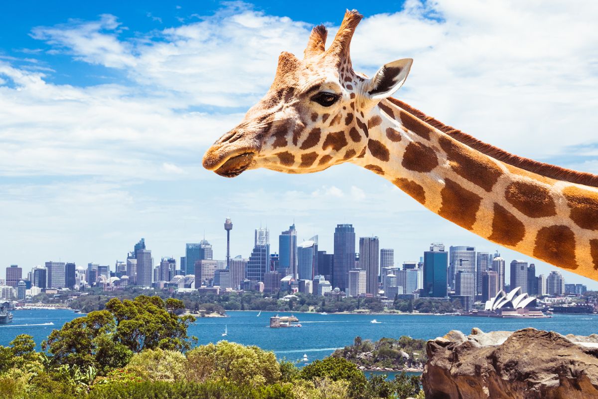 Taronga Zoo, Sydney