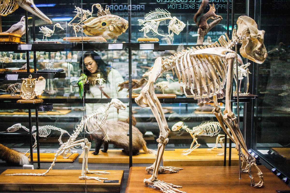 Museum of Natural Sciences of Barcelona, Spain
