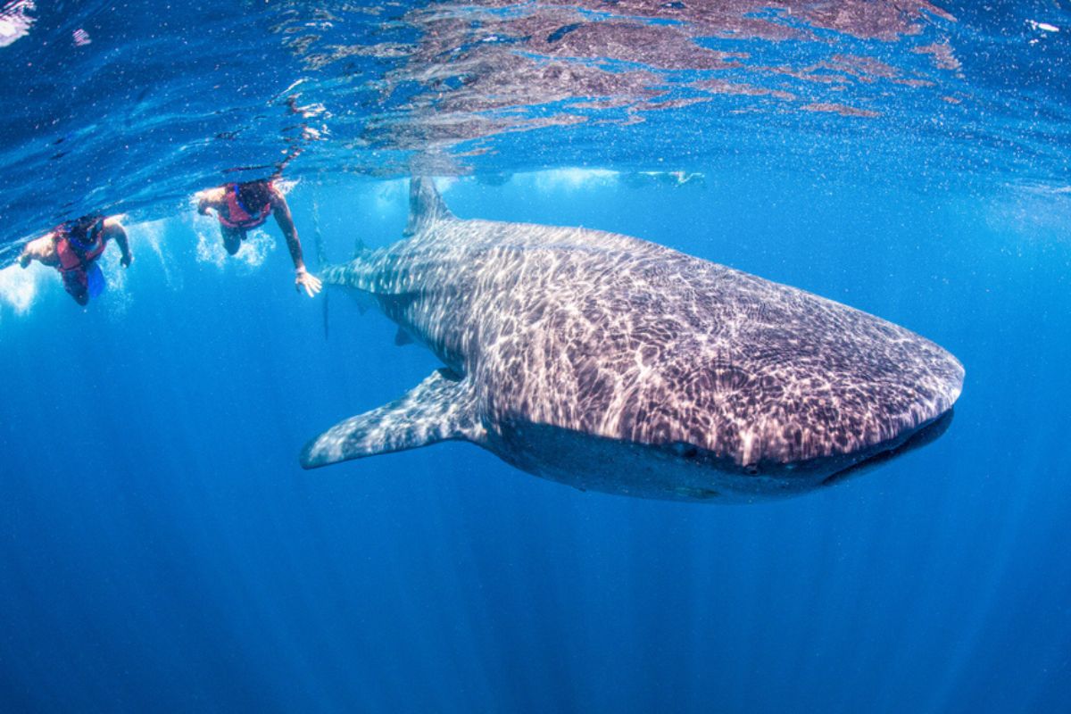 snorkeling in Isla Contoy