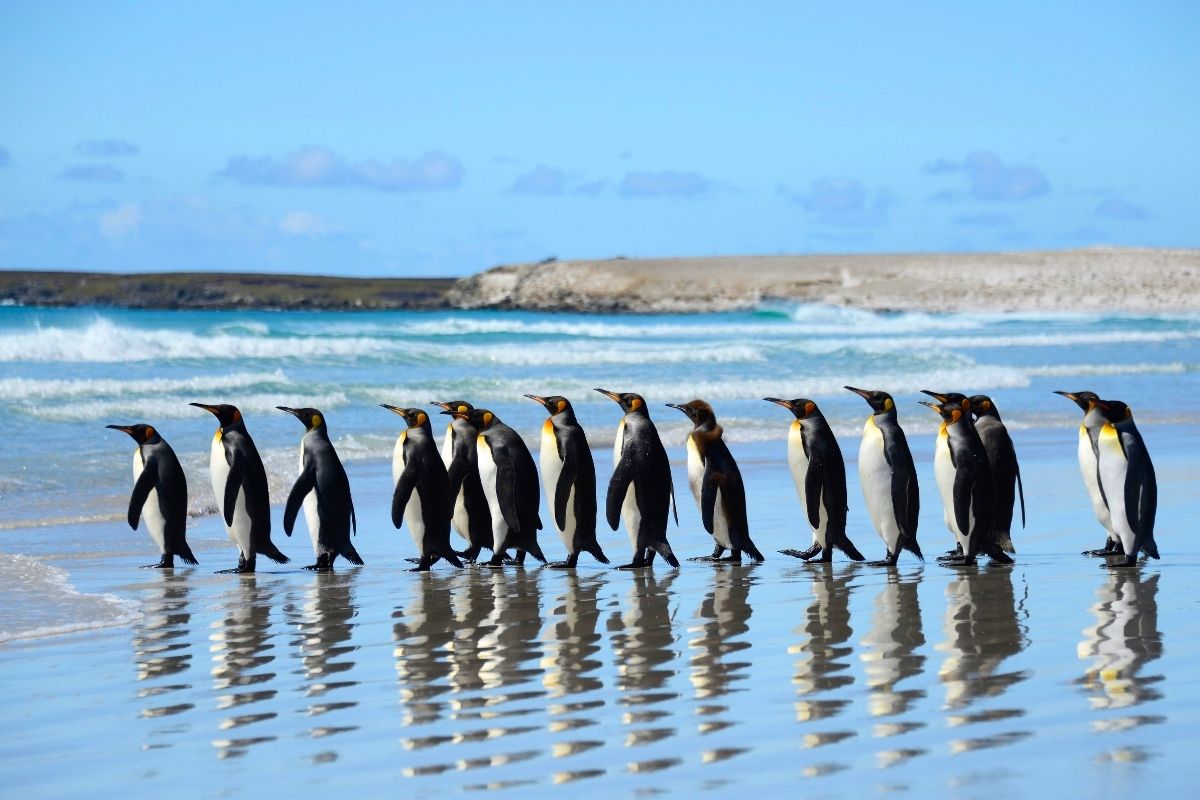 Penguin parade in Melbourne