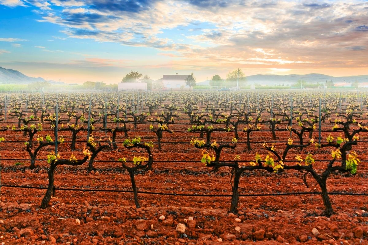 Valencia wine region, Spain